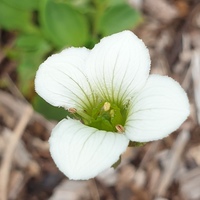Parnassia nubicola CC5326